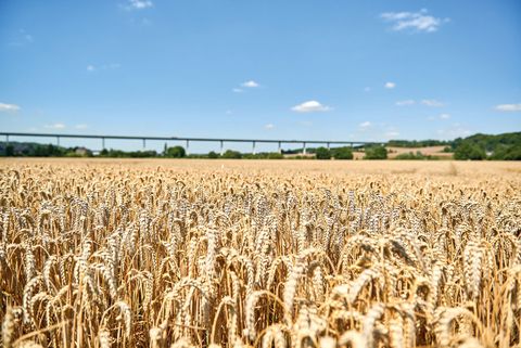 Kornfeld im Sommer im Mülheimer Ruhrtal