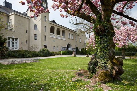 Baum mit rosa Blüten im Frühling im Schlossgarten Styrum